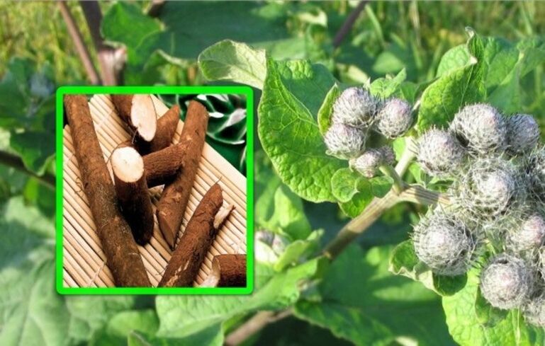 Burdock is very popular in the treatment of osteoarthritis of the knee joint using folk remedies. 